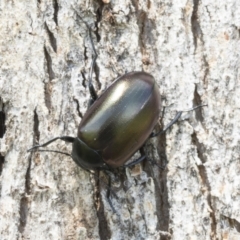 Chalcopteroides spectabilis at Holt, ACT - 24 Nov 2020