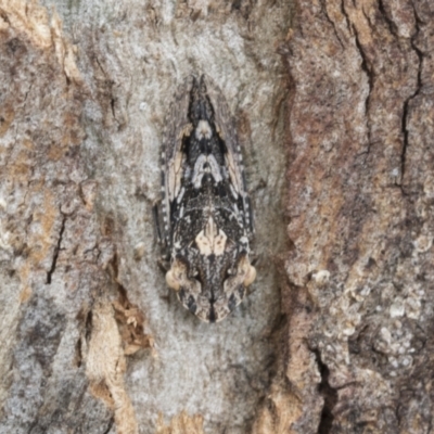 Stenocotis depressa (Leafhopper) at Higgins, ACT - 24 Nov 2020 by AlisonMilton