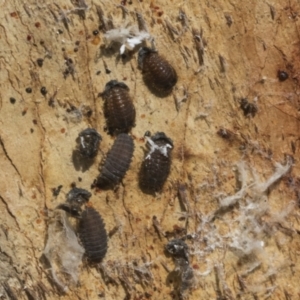 Coccinellidae (family) at Scullin, ACT - 29 Nov 2020