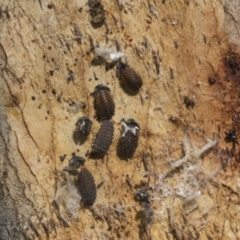 Coccinellidae (family) at Scullin, ACT - 29 Nov 2020