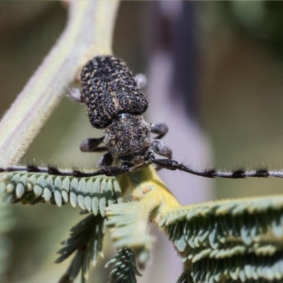 Ancita sp. (genus) (Longicorn or longhorn beetle) at The Pinnacle - 14 Nov 2020 by AlisonMilton