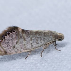 Eupselia melanostrepta at Melba, ACT - 22 Jan 2021