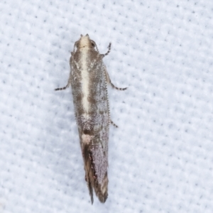 Eupselia melanostrepta at Melba, ACT - 22 Jan 2021