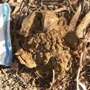 Pisolithus sp. at Hughes, ACT - 31 Jan 2021