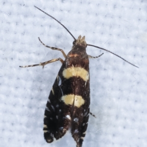 Glyphipterix chrysoplanetis at Melba, ACT - 22 Jan 2021