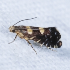 Glyphipterix chrysoplanetis at Melba, ACT - 22 Jan 2021