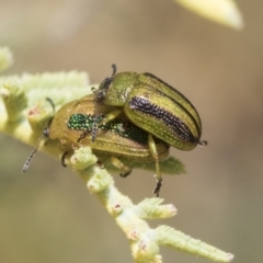 Calomela vittata (Acacia leaf beetle) at Weetangera, ACT - 12 Jan 2021 by AlisonMilton