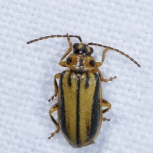 Xanthogaleruca luteola at Melba, ACT - 22 Jan 2021