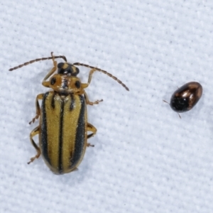 Xanthogaleruca luteola at Melba, ACT - 22 Jan 2021