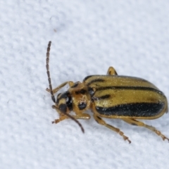 Xanthogaleruca luteola at Melba, ACT - 22 Jan 2021