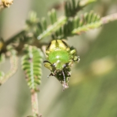 Calomela vittata (Acacia leaf beetle) at Weetangera, ACT - 12 Jan 2021 by AlisonMilton