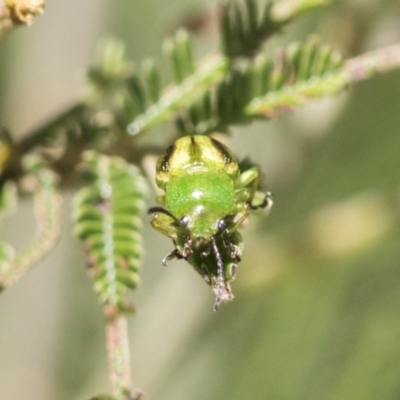 Calomela vittata (Acacia leaf beetle) at Weetangera, ACT - 12 Jan 2021 by AlisonMilton