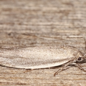 Oecophoridae provisional group 2 at Melba, ACT - 22 Jan 2021