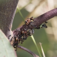 Eurymeloides punctata (Gumtree hopper) at The Pinnacle - 11 Jan 2021 by AlisonMilton