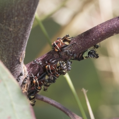 Eurymeloides punctata (Gumtree hopper) at The Pinnacle - 11 Jan 2021 by AlisonMilton