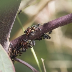 Eurymeloides punctata at Weetangera, ACT - 12 Jan 2021