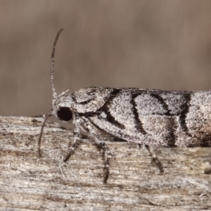 Lichenaula onychodes at Melba, ACT - 22 Jan 2021 11:35 PM