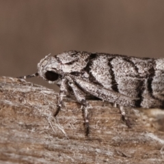 Lichenaula onychodes at Melba, ACT - 22 Jan 2021 11:35 PM