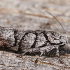 Lichenaula onychodes at Melba, ACT - 22 Jan 2021 11:35 PM