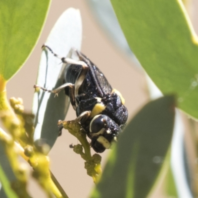 Pergagrapta bicolor (A sawfly) at Kambah, ACT - 21 Jan 2021 by AlisonMilton