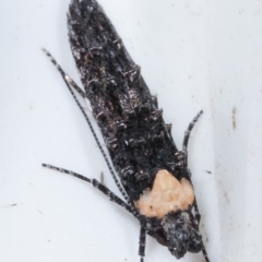 Leptozestis and Trachydora (genera) at Melba, ACT - 22 Jan 2021