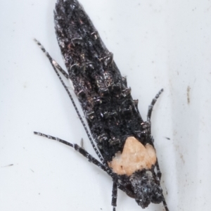 Leptozestis and Trachydora (genera) at Melba, ACT - 22 Jan 2021