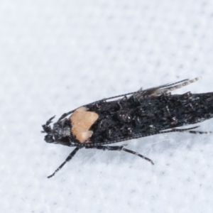 Leptozestis and Trachydora (genera) at Melba, ACT - 22 Jan 2021