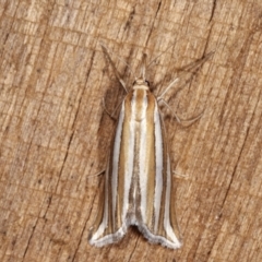 Hednota bivittella (Webworm) at Melba, ACT - 23 Jan 2021 by kasiaaus