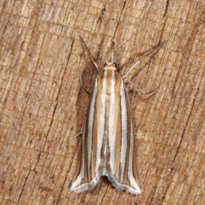 Hednota bivittella (A Crambid moth (Crambinae) at Melba, ACT - 23 Jan 2021 by kasiaaus