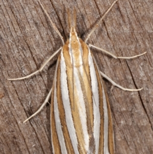 Hednota bivittella at Melba, ACT - 23 Jan 2021