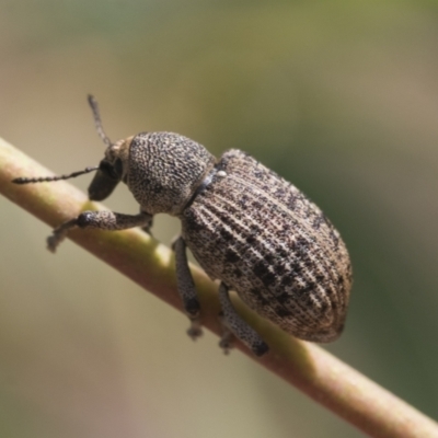 Rhinaria sp. (genus) (Unidentified Rhinaria weevil) at Scullin, ACT - 29 Nov 2020 by AlisonMilton