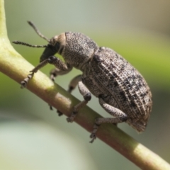 Rhinaria sp. (genus) at Scullin, ACT - 29 Nov 2020