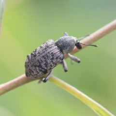Rhinaria sp. (genus) (Unidentified Rhinaria weevil) at Scullin, ACT - 28 Nov 2020 by AlisonMilton