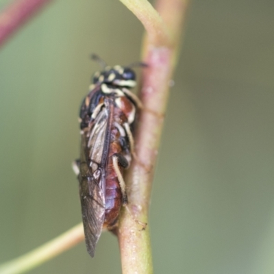 Pergagrapta sp. (genus) (A sawfly) at Scullin, ACT - 29 Nov 2020 by AlisonMilton