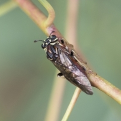 Pergagrapta sp. (genus) at Scullin, ACT - 29 Nov 2020