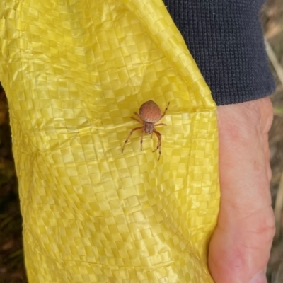 Araneinae (subfamily) (Orb weaver) at Holt, ACT - 31 Jan 2021 by JohnBrannan