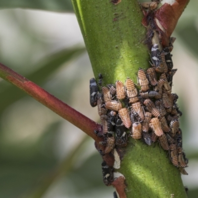 Eurymeloides punctata (Gumtree hopper) at Scullin, ACT - 29 Nov 2020 by AlisonMilton