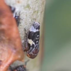 Eurymeloides punctata at Scullin, ACT - 29 Nov 2020