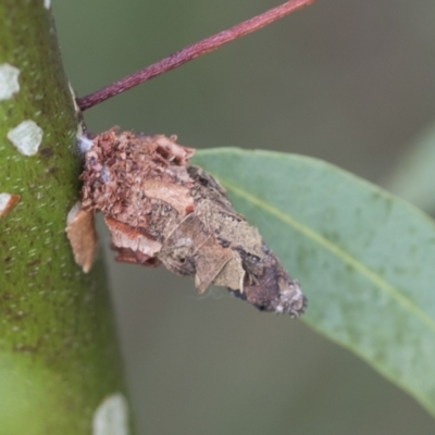 Psychidae (family) IMMATURE (Unidentified case moth or bagworm) at Scullin, ACT - 29 Nov 2020 by AlisonMilton