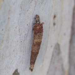Lepidoscia (genus) IMMATURE (Unidentified Cone Case Moth larva, pupa, or case) at Hawker, ACT - 28 Nov 2020 by AlisonMilton