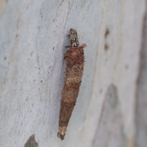 Lepidoscia (genus) IMMATURE at Hawker, ACT - 29 Nov 2020