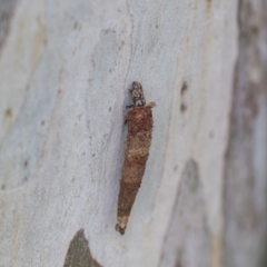 Lepidoscia (genus) IMMATURE at Hawker, ACT - 29 Nov 2020