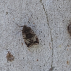 Cixiidae sp. (family) (Cixiid planthopper) at Hawker, ACT - 28 Nov 2020 by AlisonMilton