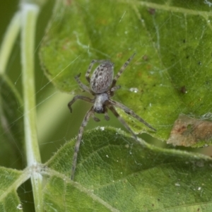 Badumna sp. (genus) at Higgins, ACT - 30 Jan 2021 09:57 AM