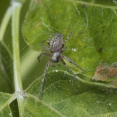 Badumna sp. (genus) (Lattice-web spider) at Higgins, ACT - 29 Jan 2021 by AlisonMilton