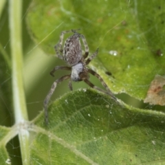 Badumna sp. (genus) at Higgins, ACT - 30 Jan 2021