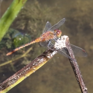 Diplacodes bipunctata at Gungahlin, ACT - 25 Jan 2021