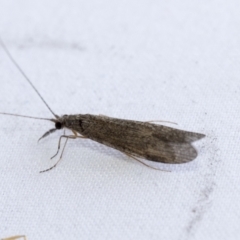 Triplectides sp. (genus) (A long-horned caddisfly) at Higgins, ACT - 20 Jan 2021 by AlisonMilton