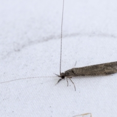 Triplectides sp. (genus) at Higgins, ACT - 20 Jan 2021