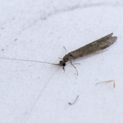 Triplectides sp. (genus) at Higgins, ACT - 20 Jan 2021